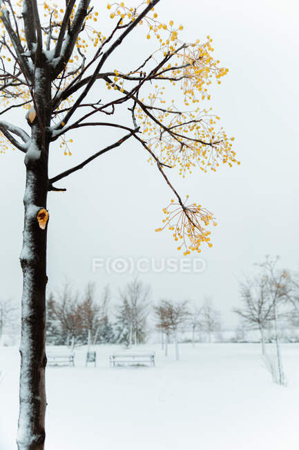Сухое дерево с волнистыми ветвями, покрытыми снегом на белой местности в городе при солнечном свете — стоковое фото