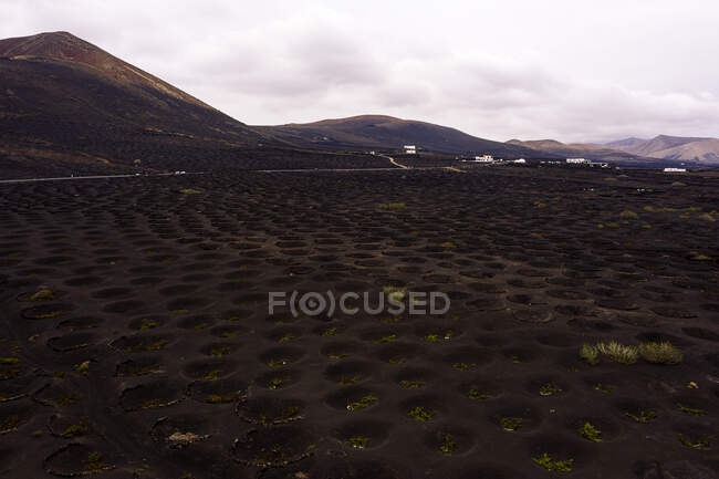 Vue de drone de vignes poussant dans des fosses contre les hauts monts secs et les routes à Geria Lanzarote Îles Canaries Espagne — Photo de stock