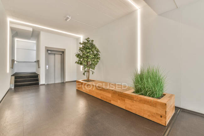 Design creativo del corridoio con pianta in vaso e albero sotto lampade lucide sul soffitto sopra le scale contro ascensore — Foto stock