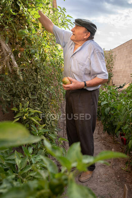 Side view of senior male farmer picking ripe red tomato from green plant growing in garden during harvest season — Stock Photo