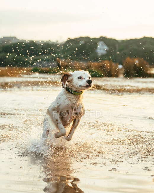 Симпатичная активная собака бегает по реке против леса с деревьями в летний день на природе — стоковое фото