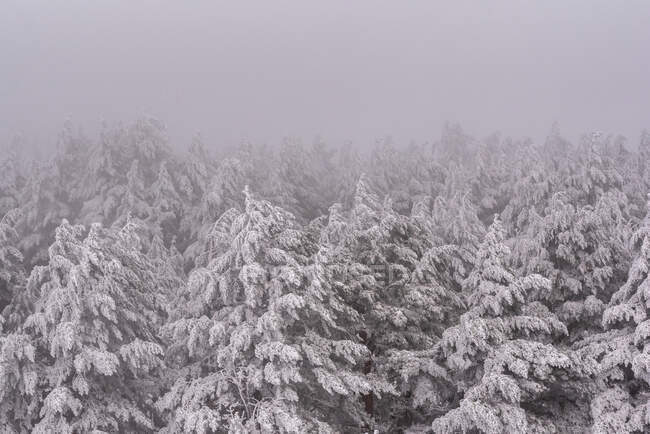 Névoa espessa flutuando sobre floresta densa com árvores coníferas na encosta nevada no parque nacional da Espanha no dia de inverno sombrio frio — Fotografia de Stock