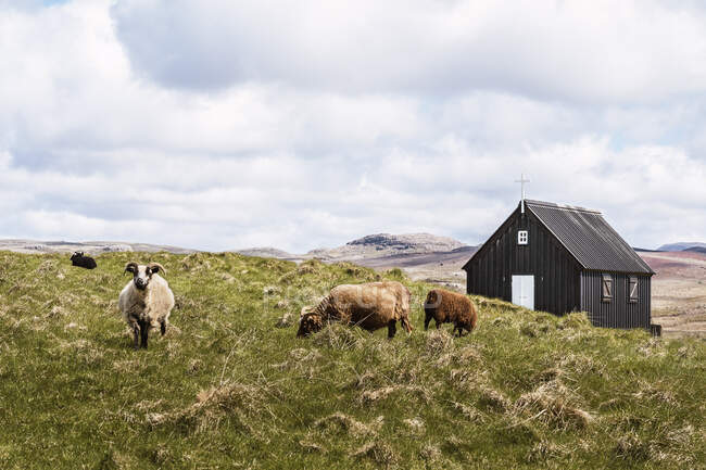 Pâturage de moutons pelucheux sur l'herbe verte dans le champ contre l'église en bois noir avec croix blanche dans la campagne en Islande pendant la journée — Photo de stock