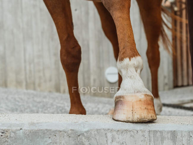 Primer plano de la pezuña de caballo de castaño de pie en la frontera de hormigón en establo en el campo - foto de stock