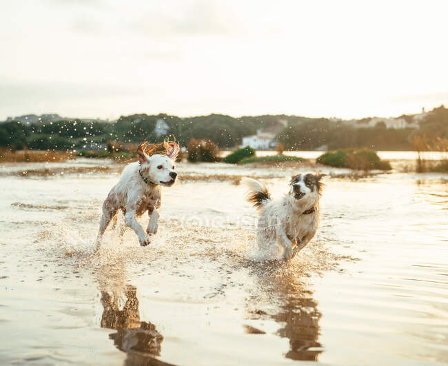 Niedliche aktive Hunde spielen zusammen auf dem Fluss gegen Wald mit Bäumen an einem Sommertag in der Natur — Stockfoto