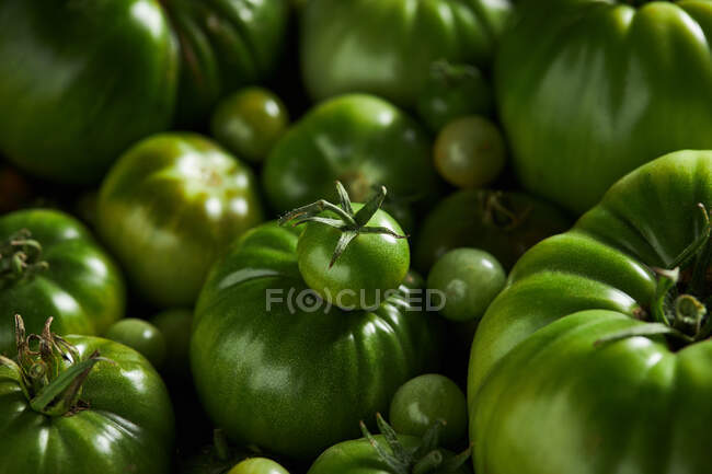 Une tomate aux petits fruits mûrs sur un bouquet de tomates vertes — Photo de stock