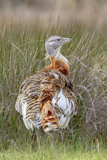 Vista lateral da graciosa fêmea grande busto pássaro andando no prado gramado no dia ensolarado — Fotografia de Stock