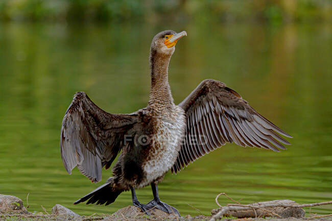 Marrón gran ave cormorán con alas extendidas de pie sobre piedra en el lago ondulante en el parque - foto de stock