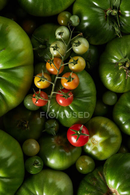 Vista superiore di pomodorini messi su pila di raccolto di verdure verdi — Foto stock