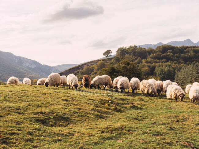 Rebanho de ovelhas fofas pastando grama no prado localizado na pitoresca paisagem montanhosa na Espanha — Fotografia de Stock
