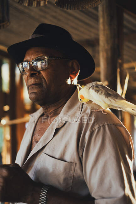 Серйозний афроамериканець у чорному капелюсі та сонцезахисних окулярах стоїть з папугою кабінетів на плечі і дивиться на сонце. — стокове фото
