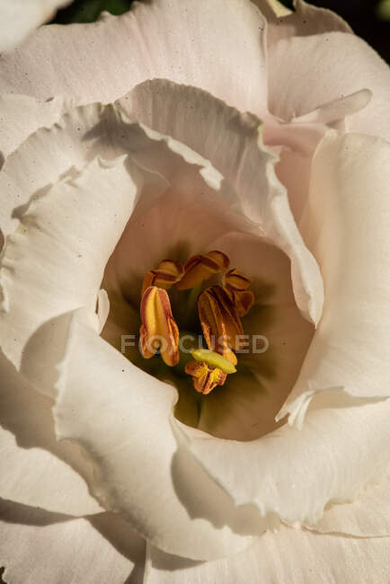 Blick von oben auf die blühende üppige Knospe des weißen Prärie-Enzians mit Staubgefäßen bei Tageslicht — Stockfoto