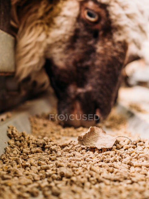 Nível do solo de ovelhas famintas comendo alimentos em recinto no dia ensolarado na fazenda — Fotografia de Stock