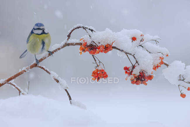 Gira Cyanistes caeruleus com plumagem azul e amarelo sentado em galho frágil de árvore de baga vermelha caiu no chão nevado no dia ensolarado de inverno — Fotografia de Stock