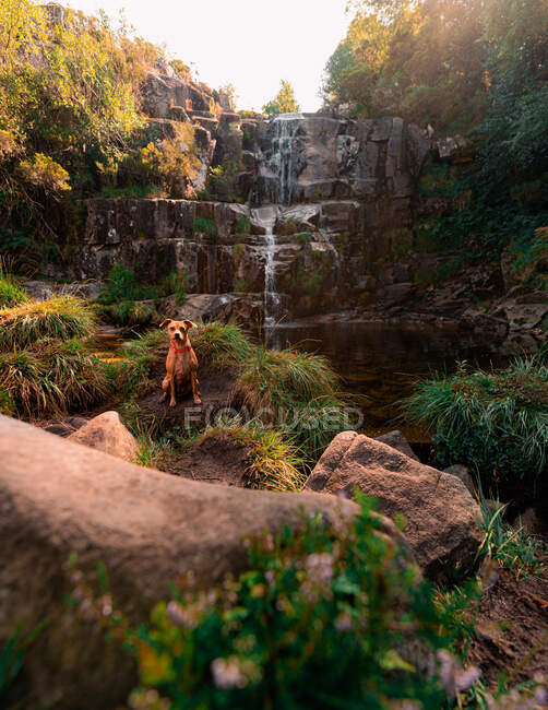 Entzückender Hund sitzt auf einem Hügel vor dem Hintergrund des Wasserfalls im Naturpark Fervenza De Casarinos und schaut in die Kamera — Stockfoto