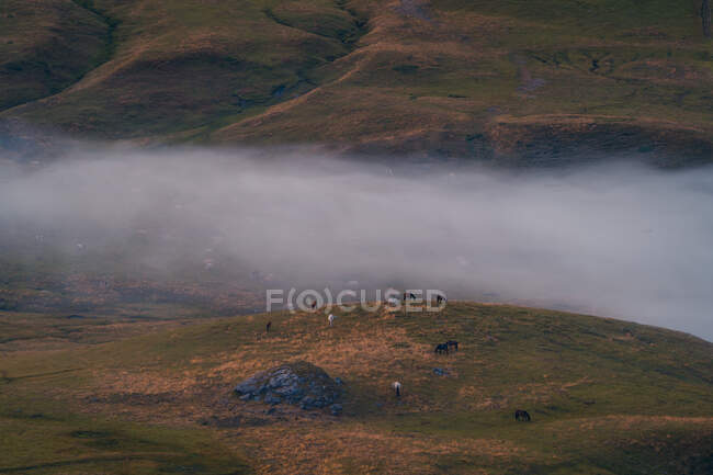 Allontanante mandria di cavalli al pascolo su un campo erboso vicino a verde collina in natura durante la giornata estiva con tempo nebbioso — Foto stock