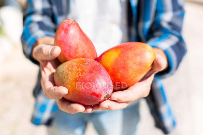 Анонимный фермер-земледелец демонстрирует горстку свежих красочных манго, стоя в саду во время сбора урожая в солнечный день — стоковое фото