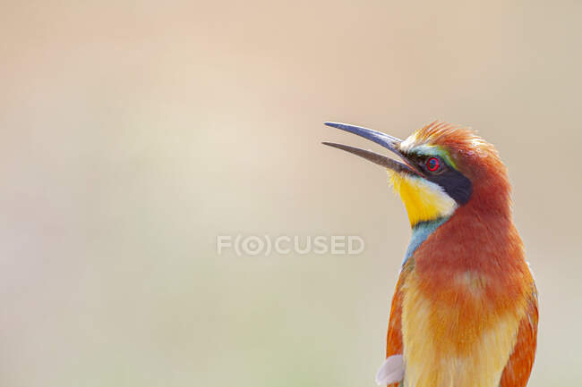 Petit mangeur d'abeilles avec un plumage coloré dans l'habitat naturel — Photo de stock