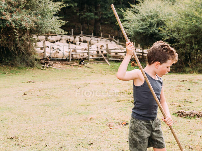 Cute little boy in casual clothes playing with wooden stick standing on grassy meadow near flock of sheep in enclosure in farmyard — Stock Photo