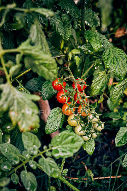 Unreife und reife Kirschtomaten, die auf einem Pflanzenzweig in einem landwirtschaftlichen Betrieb im ländlichen Raum wachsen — Stockfoto