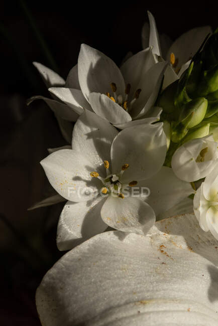 Вгорі видніється квітучий бутон білих лілій, що лунає при денному світлі. — стокове фото