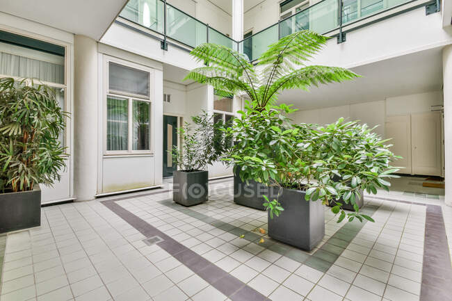 Assorted fresh green exotic plants in square shaped pots placed on tiled floor in hall of of modern building in sunlight — Stock Photo