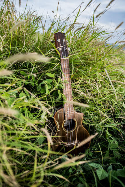 Стильная деревянная укулеле помещена среди зеленой травы, растущей в поле на природе при дневном свете — стоковое фото