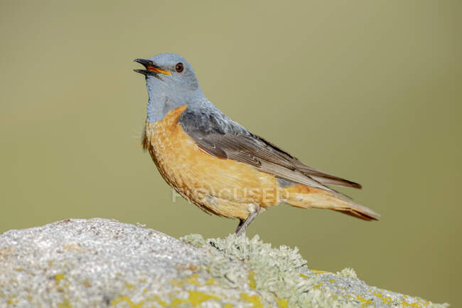 Vue latérale de mignon oiseau à queue rousse debout sur la pierre dans la nature le jour ensoleillé — Photo de stock