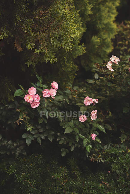 Green blooming bushes with blossoming buds of fresh pink roses growing under evergreen thuja in botanical park — Stock Photo