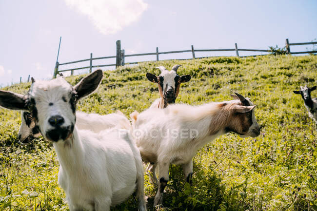 Piccolo branco di simpatiche capre marroni bianche morbide in piedi su un pendio erboso verde e fissando la fotocamera con recinzione in legno su sfondo sfocato il giorno d'estate — Foto stock