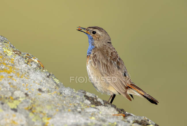 Vista lateral do pássaro passeriforme bonito bluethroat em pé na pedra e alimentando-se na natureza no dia ensolarado — Fotografia de Stock