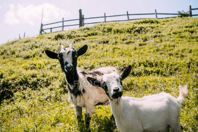 Невеликий стадо милих біло-коричневих пухнастих козлів, що стоять на зеленому трав'яному схилі і дивиться на камеру з дерев'яним парканом на розмитому фоні в літній день — стокове фото