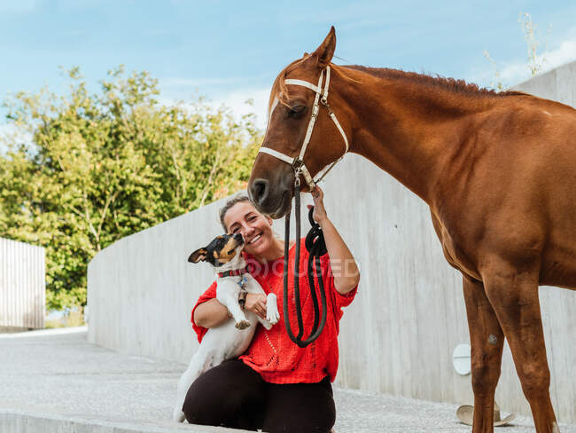 Femme propriétaire tenant louche de cheval châtain tout en jouant avec Jack Russell Terrier — Photo de stock