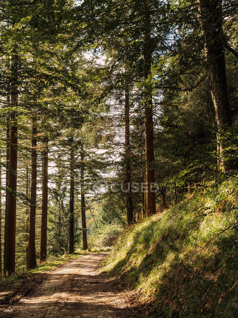 Summer landscape of green coniferous forest with narrow trail passing among tall trees — Stock Photo