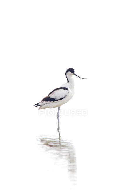 Вид збоку витонченого чорно-білого пташиного птаха, що стоїть на мілководді в денному світлі — стокове фото