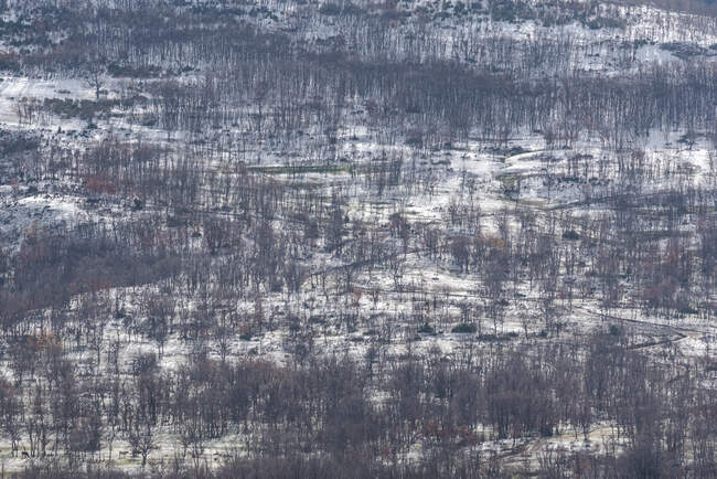 Árboles desnudos creciendo en vastos terrenos nevados en el bosque en el frío día de invierno en el parque nacional de la Sierra de Guadarrama - foto de stock