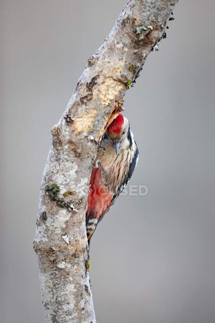 Вид збоку милий середній плямистий птах з червоною головою, що стоїть на стовбурі дерева в денне світло — стокове фото