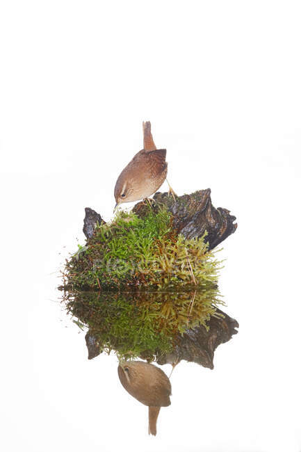 Vista laterale del grazioso uccello passeriforme eurasiatico scricciolo con seno rosso seduto sulla roccia in un tranquillo lago alla luce del giorno — Foto stock