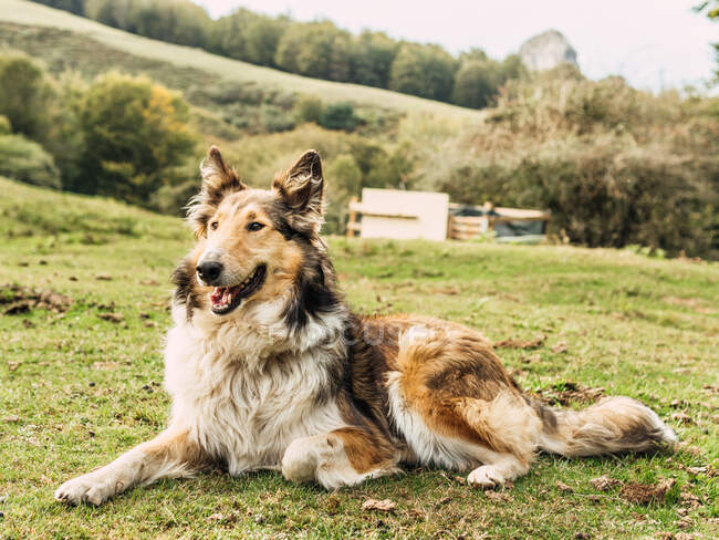 Очаровательный внимательный пушистый, грубый пес Колли, стоящий на травянистом лугу и смотрящий в холмистую долину под облачным небом — стоковое фото