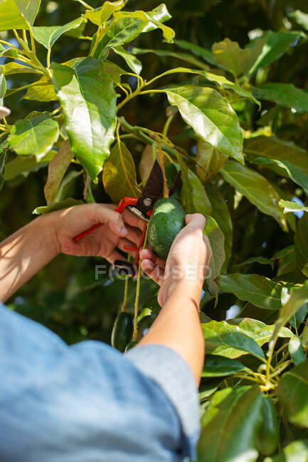 Crop anonymous person with pruning shears cutting off ripe avocado from tree branch during harvesting season in garden on summer day — Stock Photo