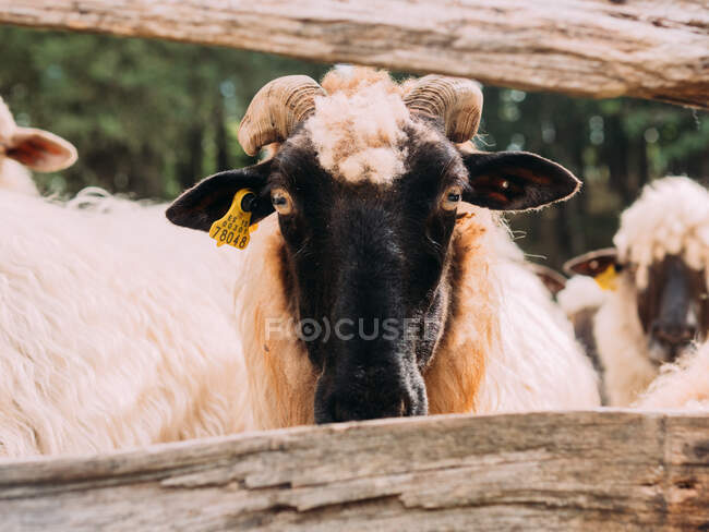 Bozal de oveja de raza pura calma con lana esponjosa y etiqueta de la oreja mirando hacia otro lado en el bosque verde en el día soleado - foto de stock