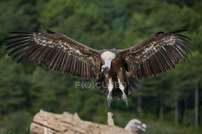Wild griffon vulture with brown feathers and huge wings flying in natural habitat in Pyrenees on sunny day — Stock Photo