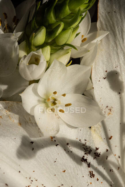 Draufsicht auf blühende üppige Knospen weißer Lilien Eustoma bei Tageslicht — Stockfoto