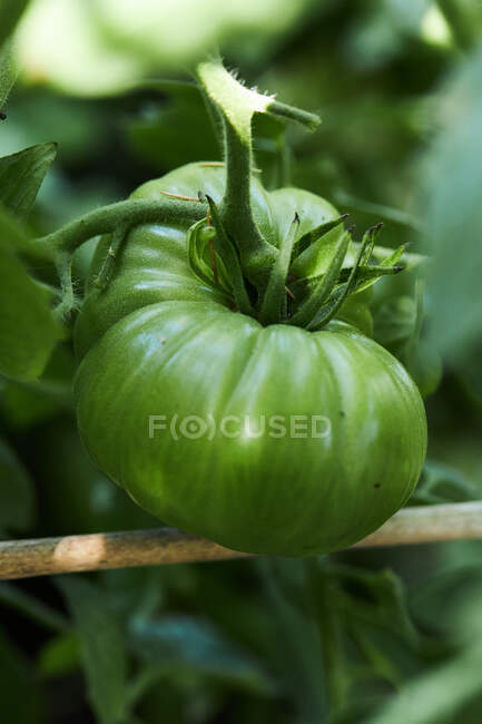 Gros plan tomates vertes mûrissant sur les branches de plantes cultivées dans les champs agricoles à la campagne — Photo de stock