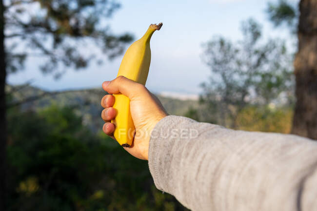 Ernte anonyme Person zeigt eine Banane gegen sattgrüne Bäume an einem sonnigen Tag im Wald — Stockfoto