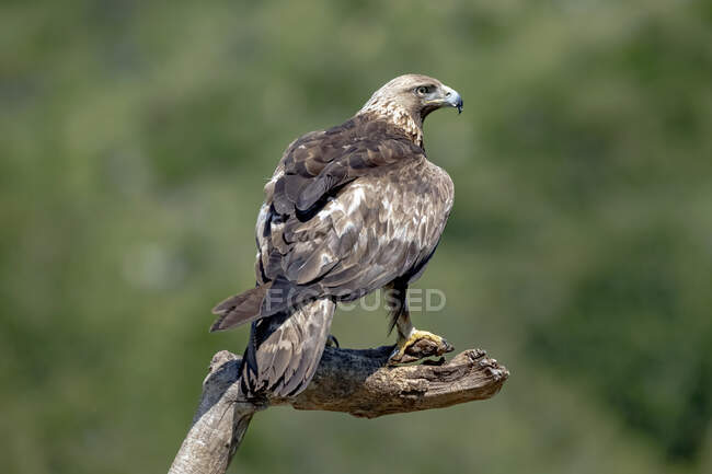 Predatore singolo Aquila crisotos rapace seduto su legni secchi alla deriva tra le piante in natura — Foto stock