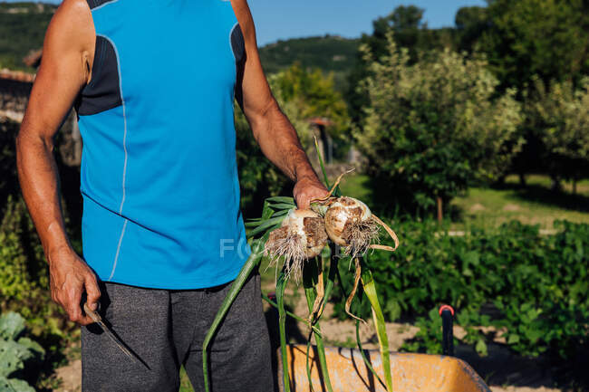 Vue latérale d'un jardinier masculin anonyme en vêtements décontractés avec oignon recueilli dans les mains debout dans la campagne pendant la saison de récolte — Photo de stock