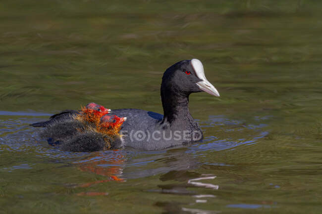 Vue latérale de l'oiseau gracieux de la foulque eurasienne avec plumage noir et bec blanc et bouclier frontal nageant dans le lac avec des canetons mignons — Photo de stock