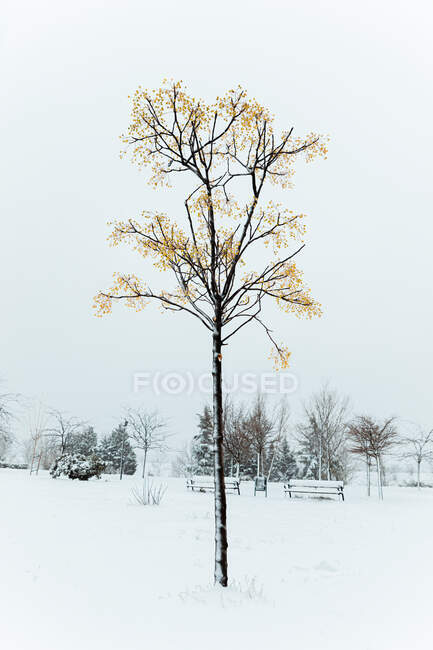 Albero secco con rami ondulati ricoperti di neve su terreni bianchi in città alla luce del sole — Foto stock