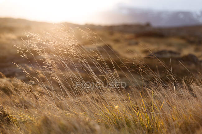 Paysage pittoresque d'herbe dorée sèche poussant sur le champ par temps ensoleillé en terrain montagneux en Islande — Photo de stock